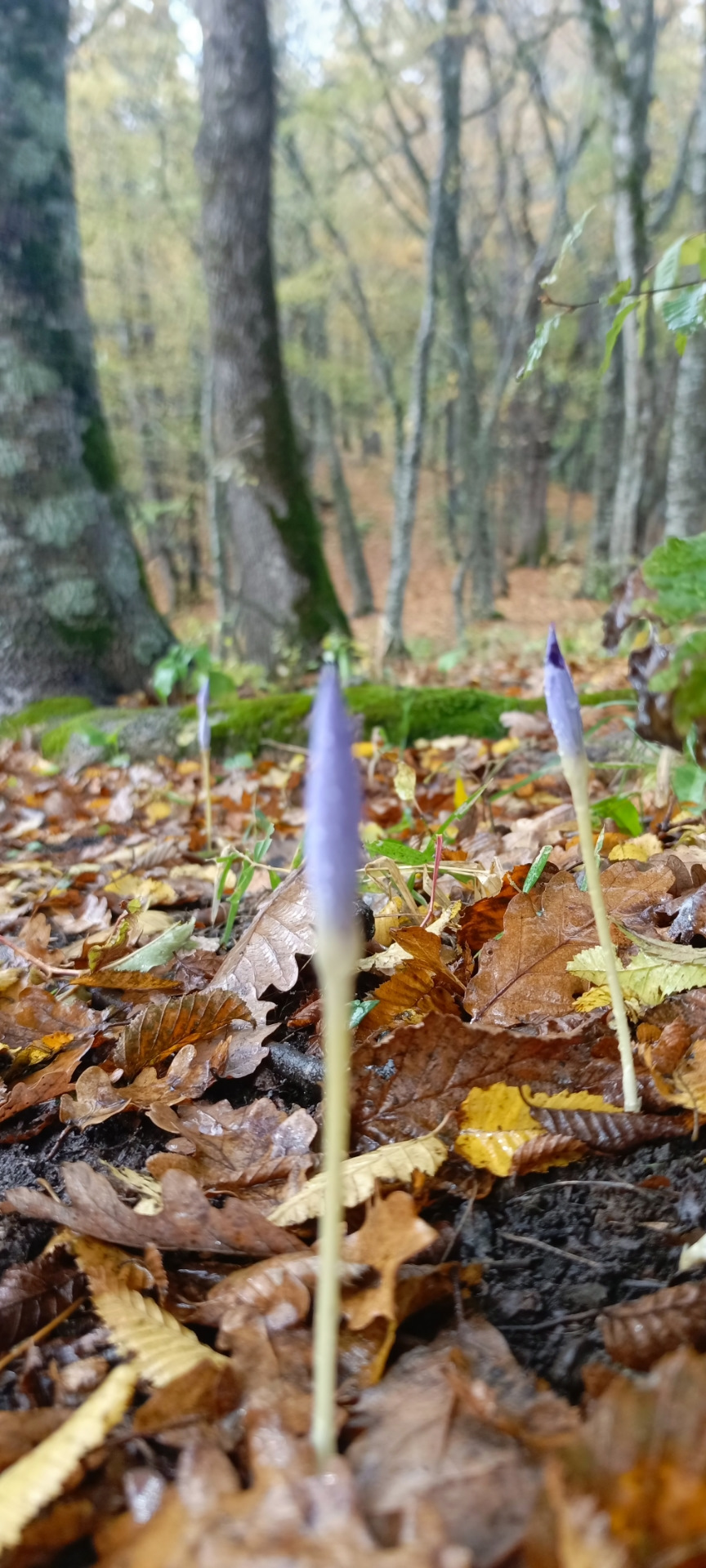 Фото в бортжурнале УАЗ Patriot