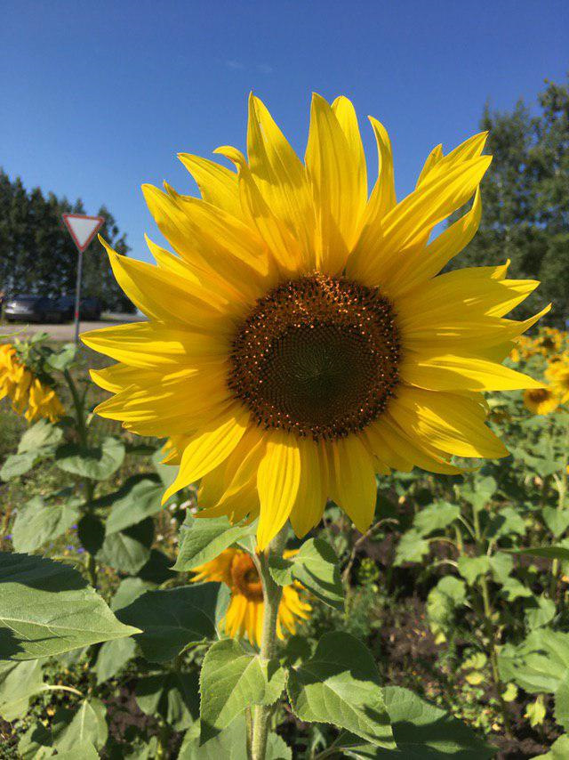 На солярисе в Сочи или 4 тыс км удовольствия =) — Hyundai Solaris (1G ...