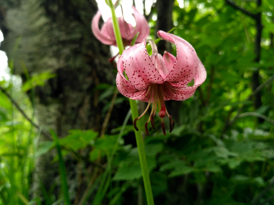 Дублировал АКБ в багажнике, снова мастика морды. — Lada Приора хэтчбек ...