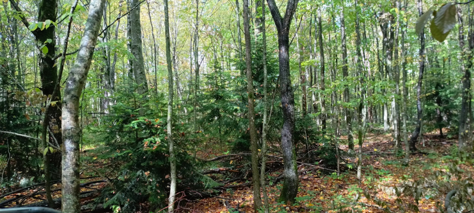 Фото в бортжурнале УАЗ Patriot