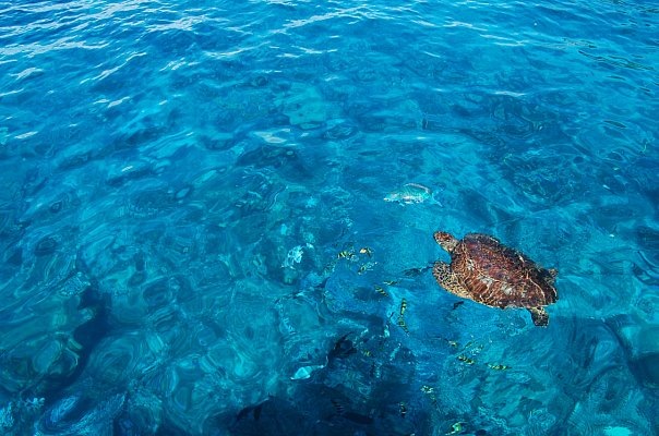 Симиланские острова подводный мир