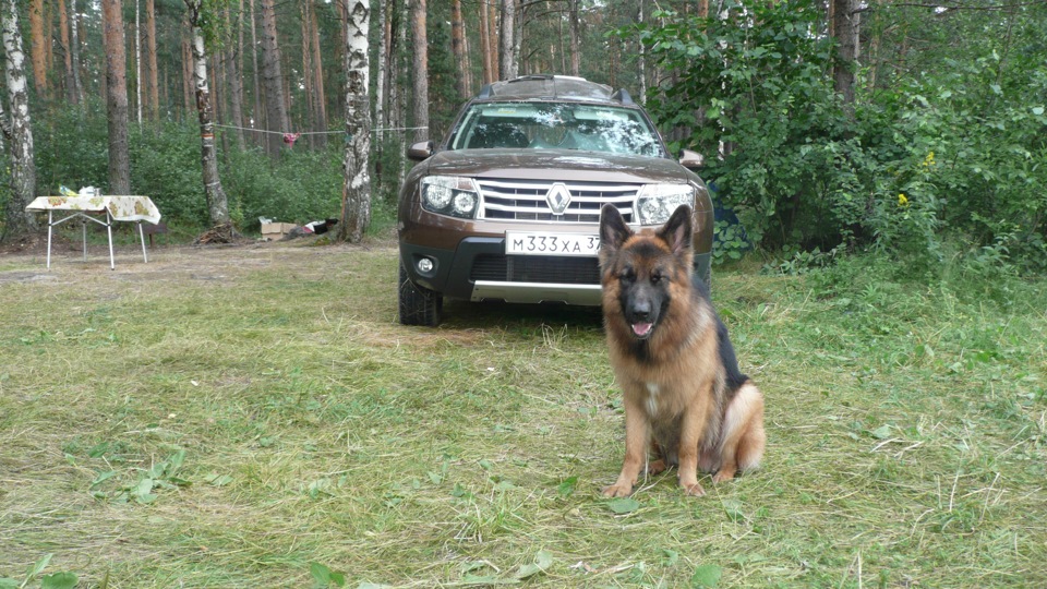 Renault Duster (1G) 2.0 бензиновый 2013 | на DRIVE2