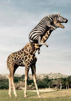 Piggyback что это за программа. Смотреть фото Piggyback что это за программа. Смотреть картинку Piggyback что это за программа. Картинка про Piggyback что это за программа. Фото Piggyback что это за программа