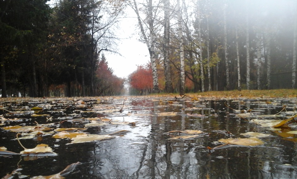 Осень-осень…Лес остыл и листья сбросил… — DRIVE2