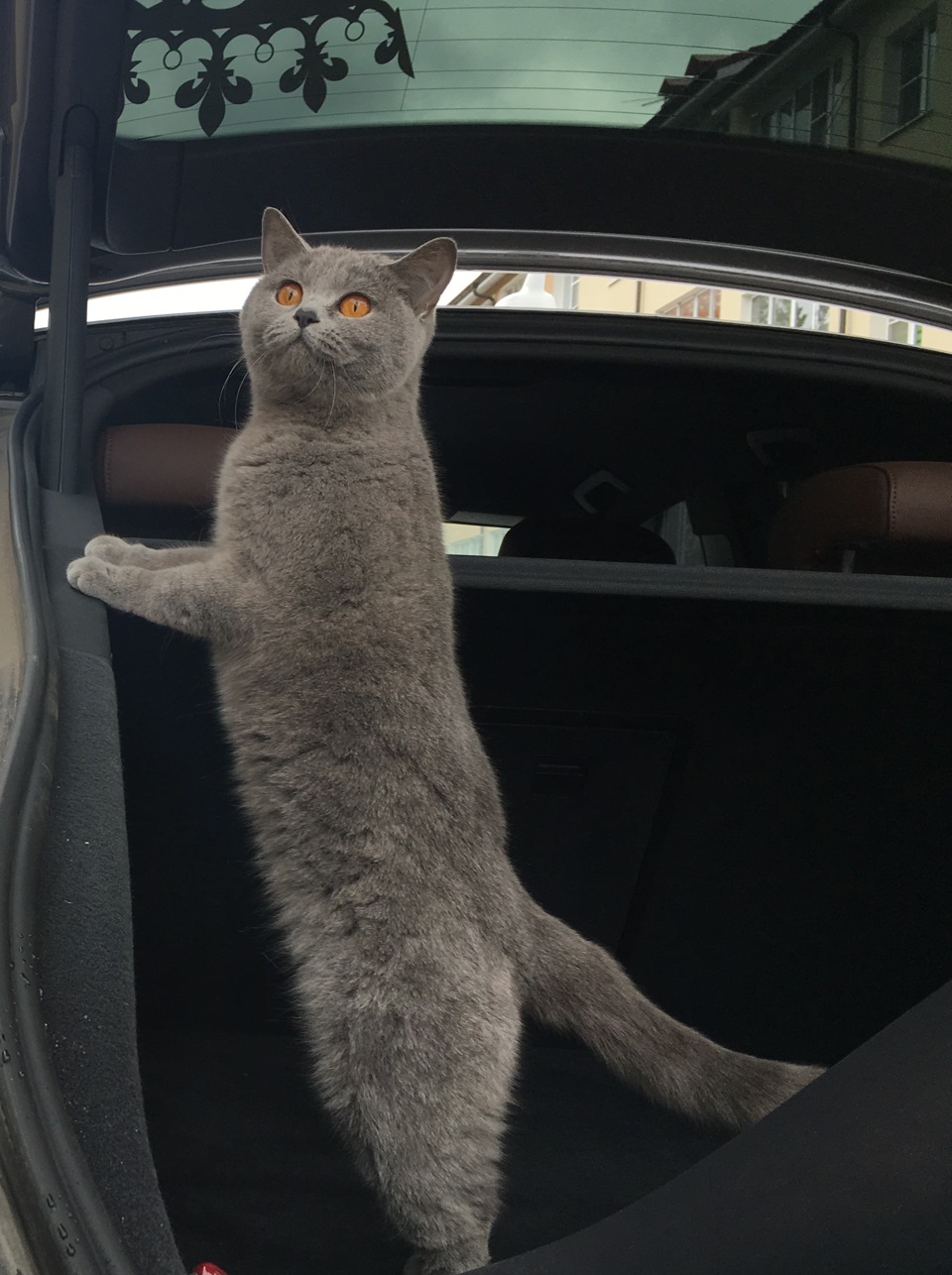 Любимая поза))) — Audi A7 Sportback (1G)