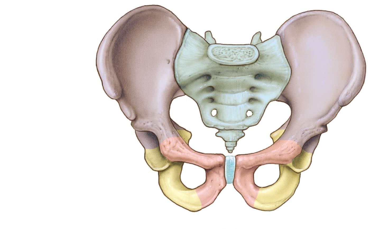 Кости таза анатомия подвздошная кость
