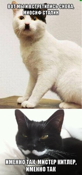 Сталин кот