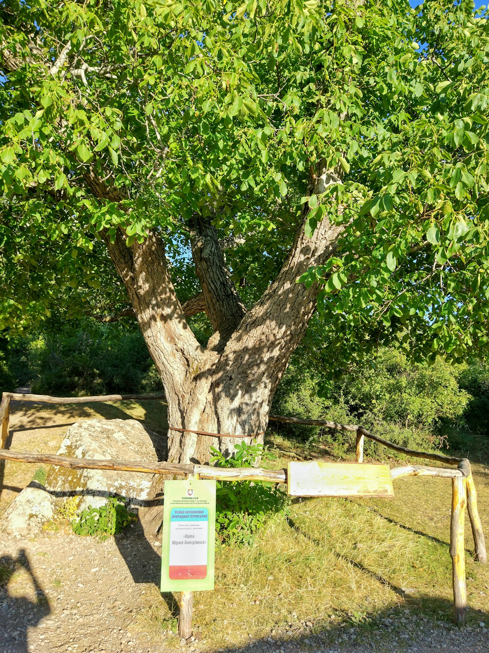 Дерево, с которого кидался в Шурика орехами Юрий Никулин в Кавказской пленнице — Audi A5 (1G)