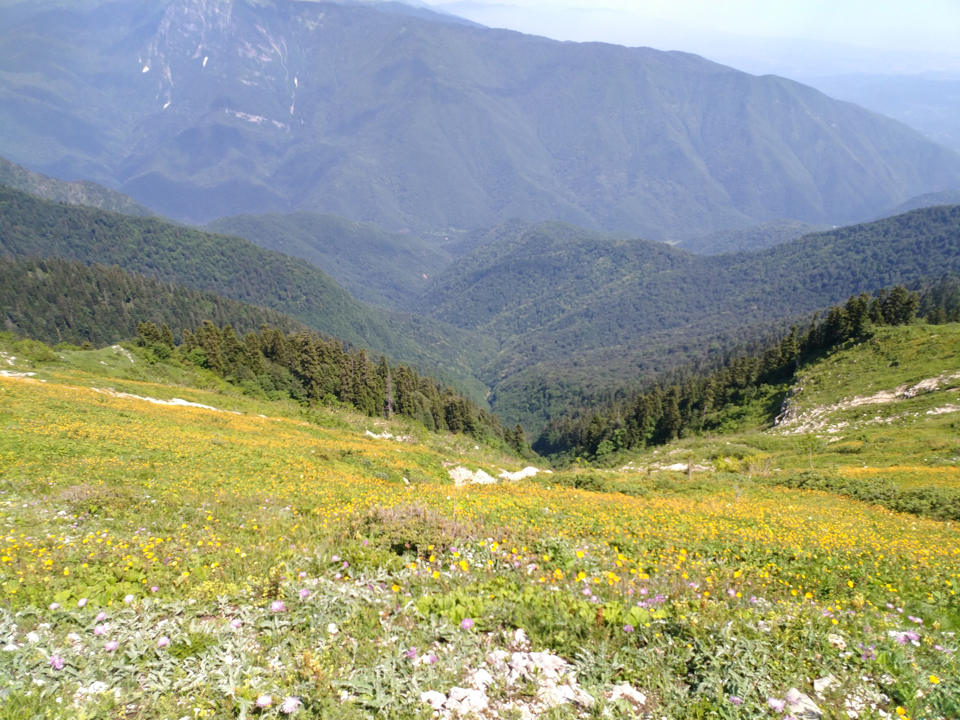 Гора Мамзышха Абхазия Альпийские Луга