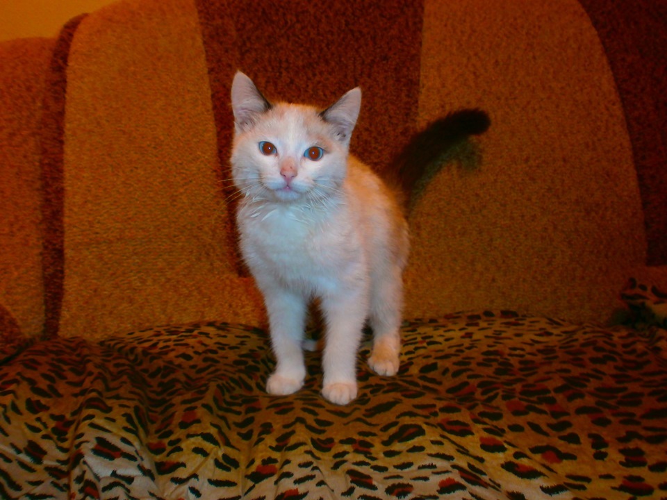 Саб чв в багажник — Lada Приора седан, 1,6 л, 2010 года | автозвук | DRIVE2