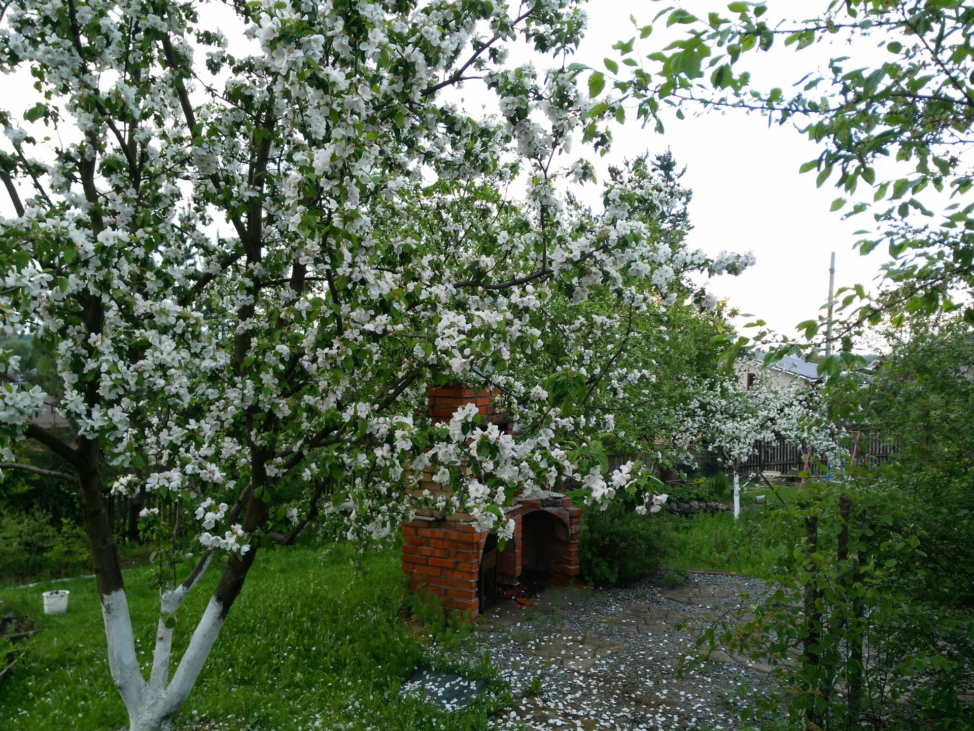 Деревня яблоня