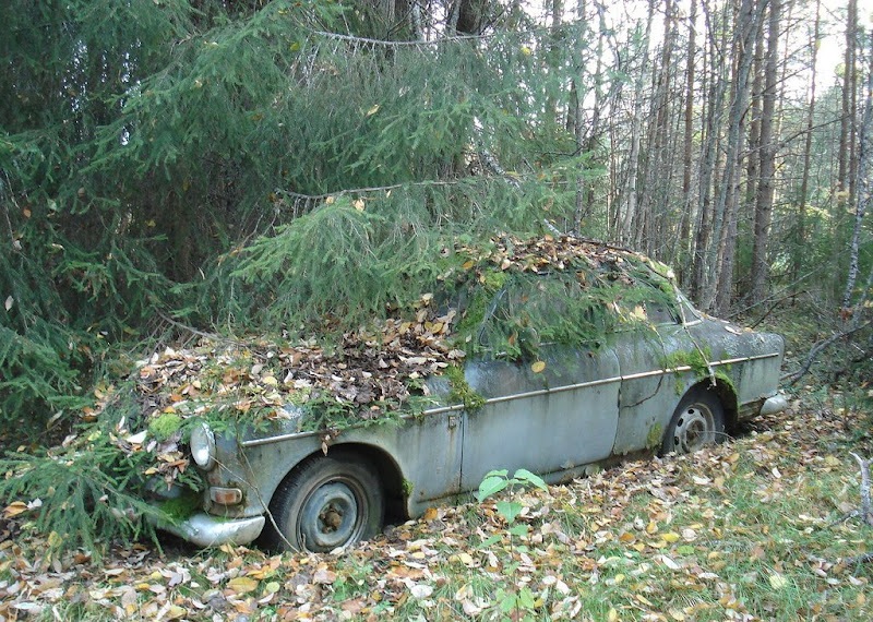 Старые автомобили в лесу