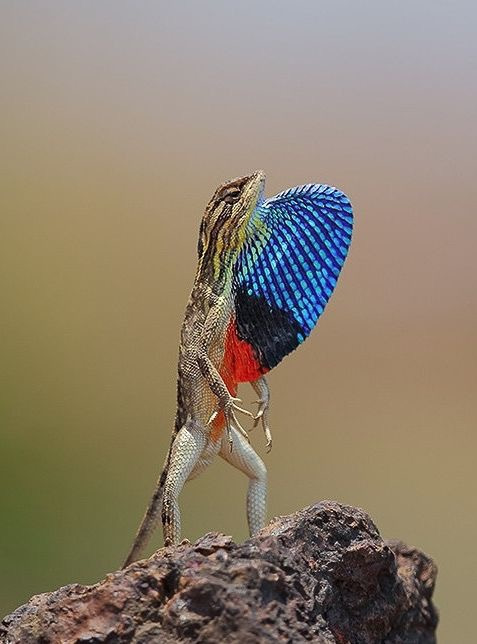 Ветряная ящерица Sitana poticeriana