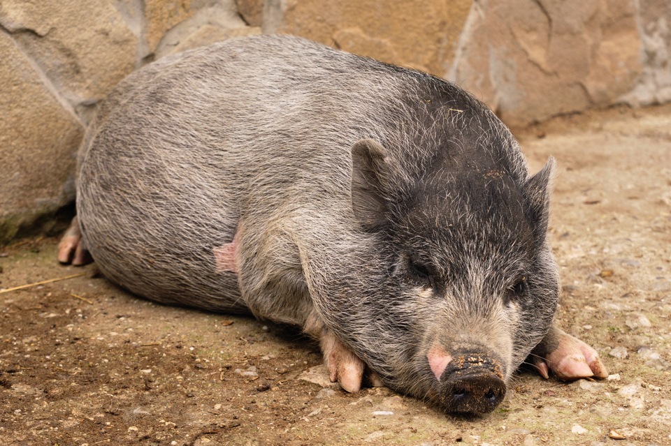 Фото в бортжурнале Subaru Impreza (GC/GF)