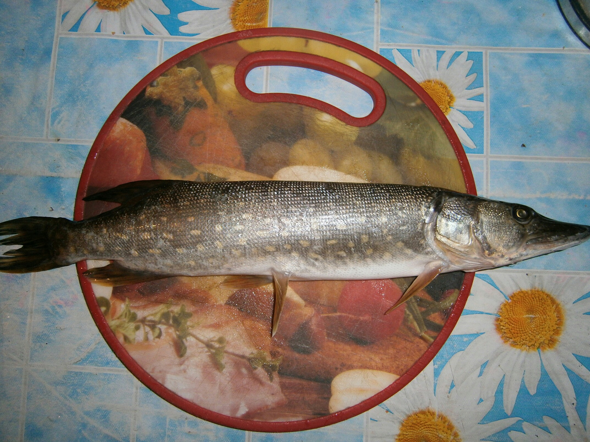 сколько варить щуку. блюда из щуки лучшие. пожарить щуку. фаршированная щука рецепт. не жирные сориютв рыбы.