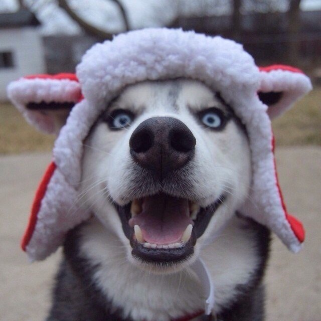 19 Christmas Shibas Who Are So Ready For The Holidays Christmas dog, Christmas p