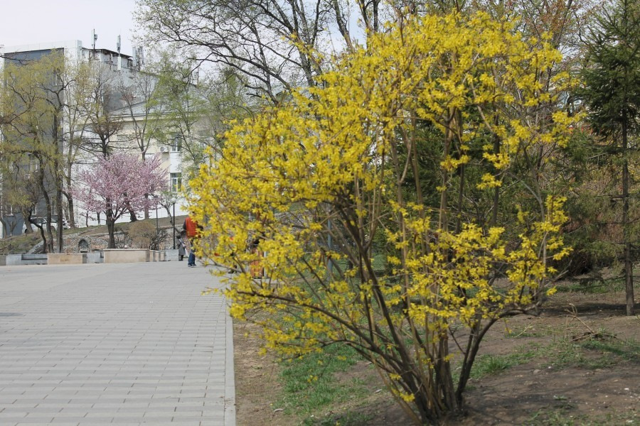 Сквер суханова владивосток фото