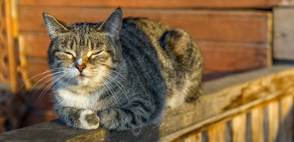 Фото в бортжурнале Saab 9-5 (1G)