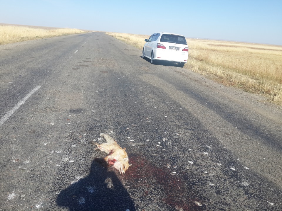 Фото в бортжурнале Toyota Ipsum (21)