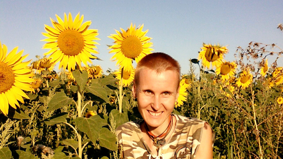 Сочинение Поле Летом Сочинение Поле Летом