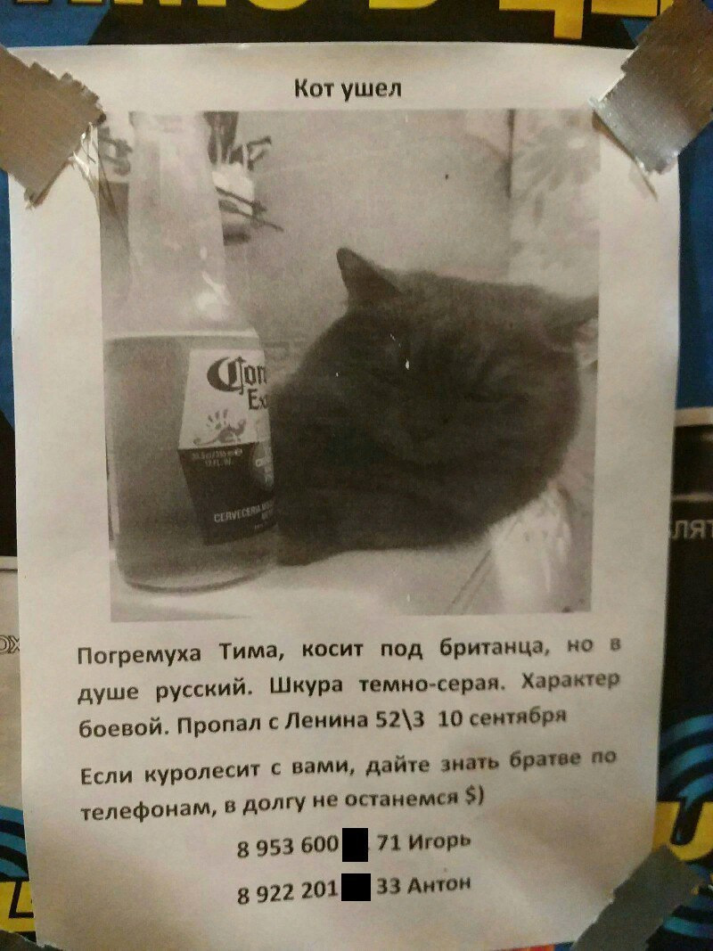 Кот в розыске