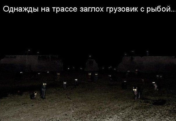 Кошки в темноте видят
2