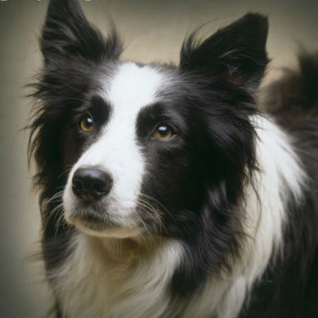 Бордер колли расцветки - 91 фото