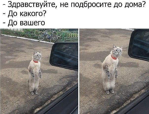Смешные мемы с надписями для поднятия настроения Кто подбросит?)) - DRIVE2