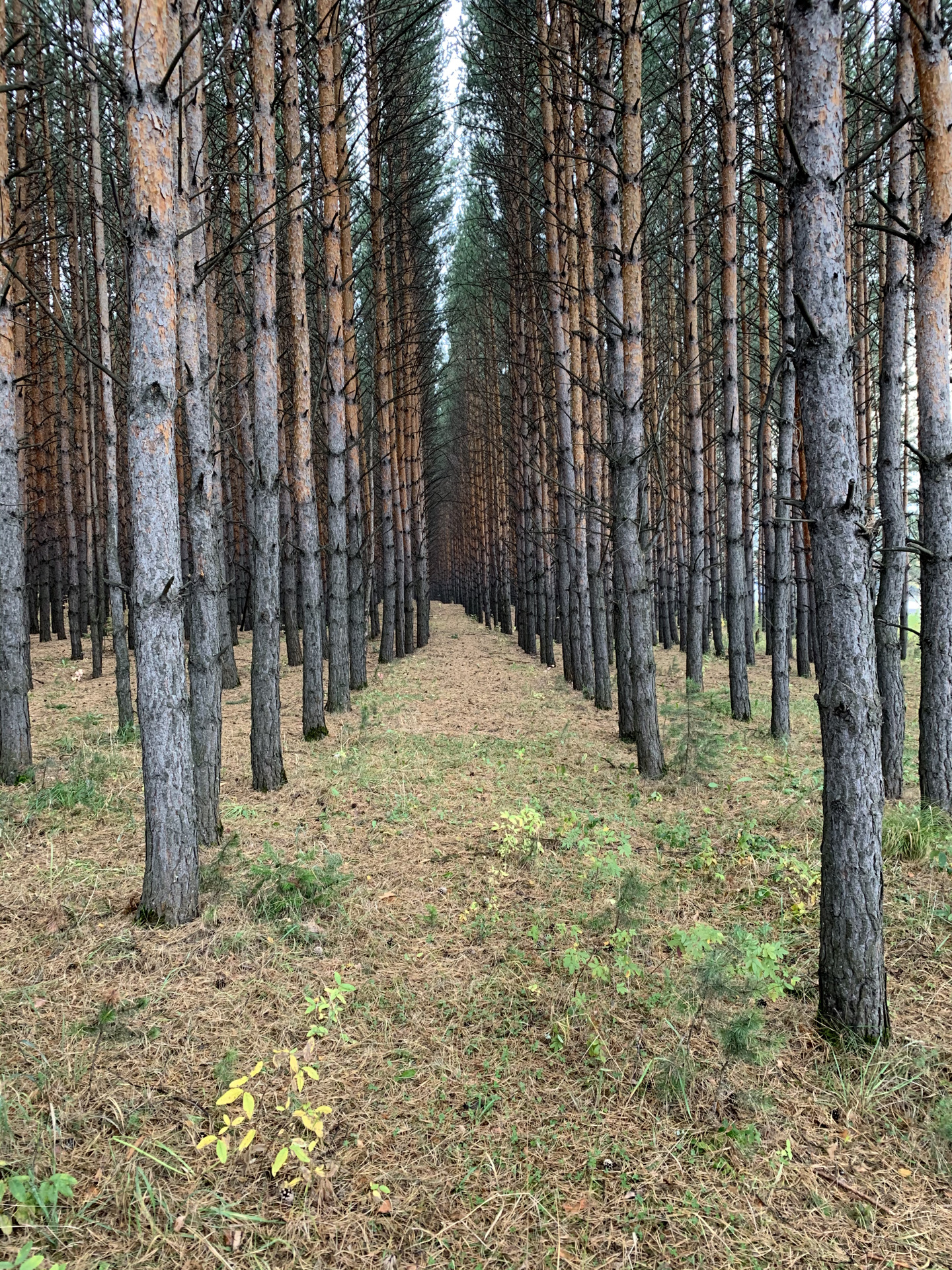 Лесов лесопосадок. Лесопосадка. Лесопосадки в городе. Лесопосадка это лес. Сосна лесопосадка.