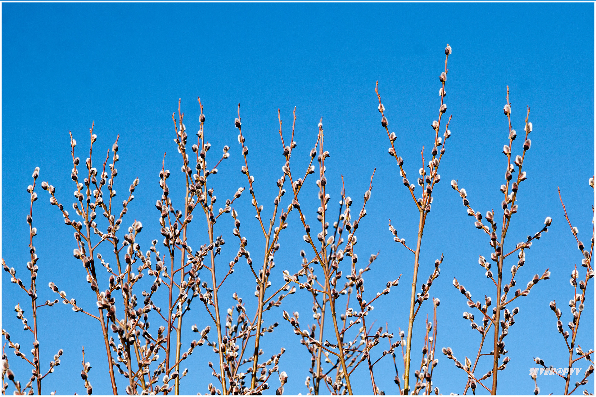 Верба попеляста. Мелкая верба. Куст вербы. С вербным воскресеньем. Верба краснотал.