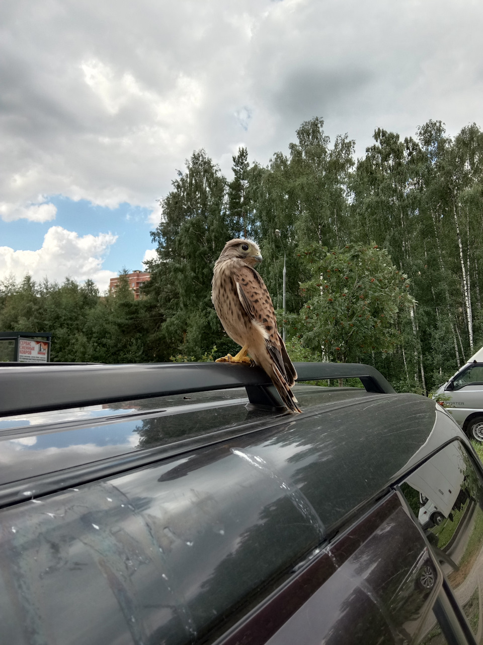 Пернатый птиц 🦅 в гостях) — Сообщество «Фотоальбом Драйва» на DRIVE2