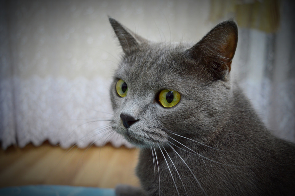 Здрррасссьте! Как мне надоели эти праздники, когда ты уже свалишь на работу, а, двуногий? — Hyundai Solaris (1G)