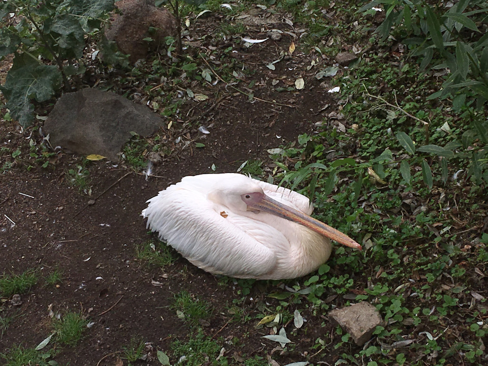 Он один — Lada Granta