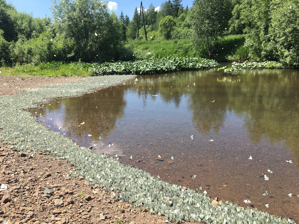 какая рыба водится в реке золотой китат. Смотреть фото какая рыба водится в реке золотой китат. Смотреть картинку какая рыба водится в реке золотой китат. Картинка про какая рыба водится в реке золотой китат. Фото какая рыба водится в реке золотой китат