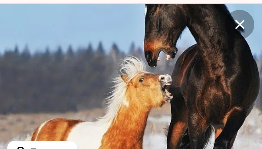 Пони лошадь жеребенок. Мини аппалуза лошадь. Лошади на лугу. Конь и понь. Пони фалабелла.