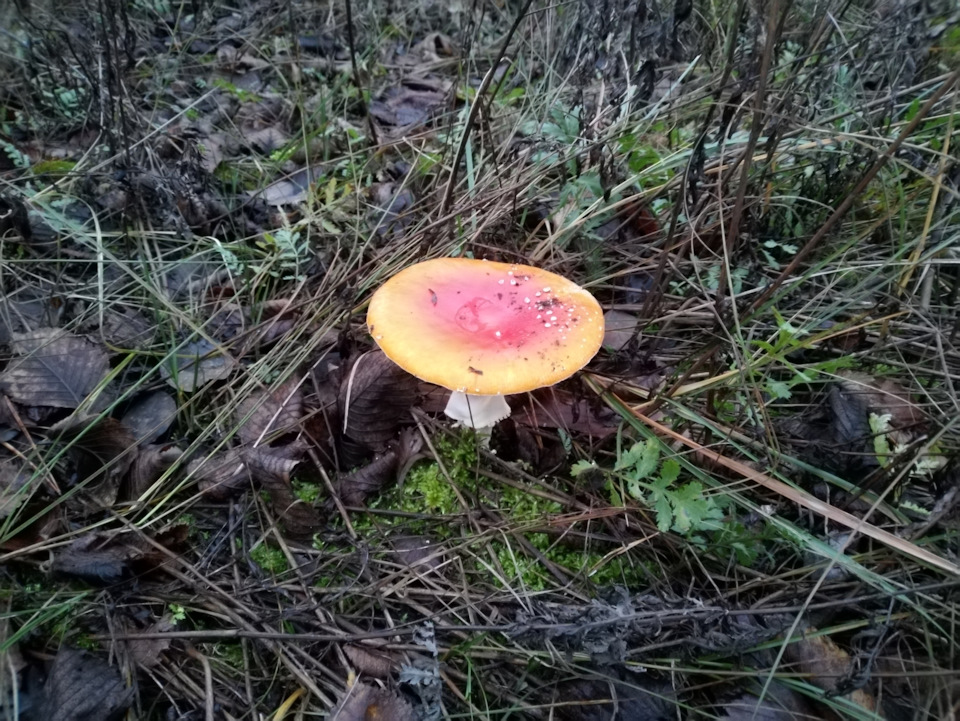 Фото в бортжурнале УАЗ Patriot