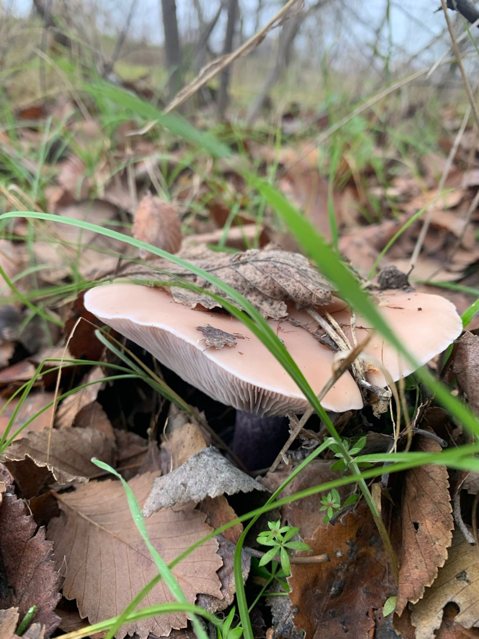 Фото в бортжурнале УАЗ Patriot