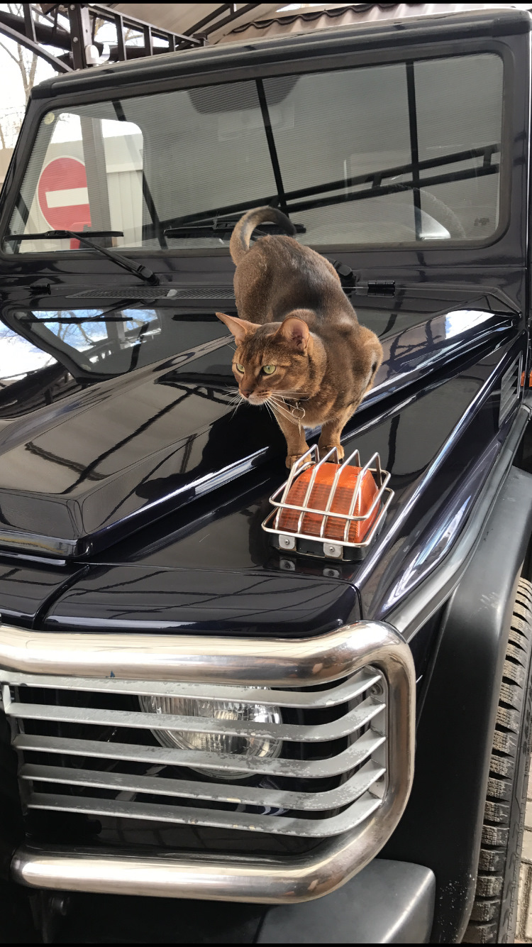 3 кота гелик. Мерседес Гелендваген тигр. Кот и Гелик. Кот на ГЕЛИКЕ. Кот на мерседесе.