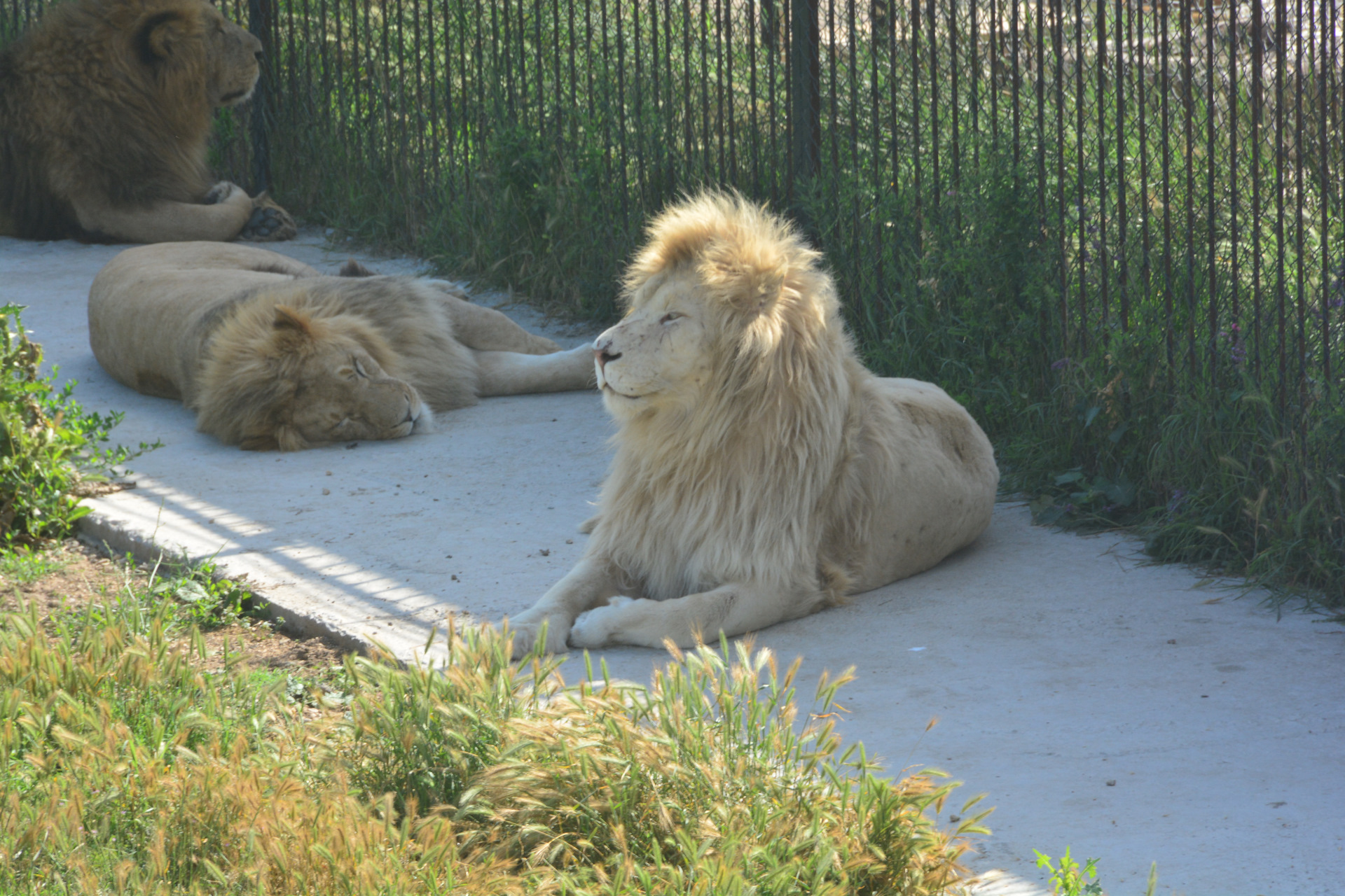 парк львов абхазия фото