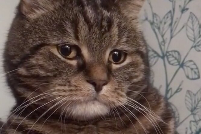 Мем грустный котик