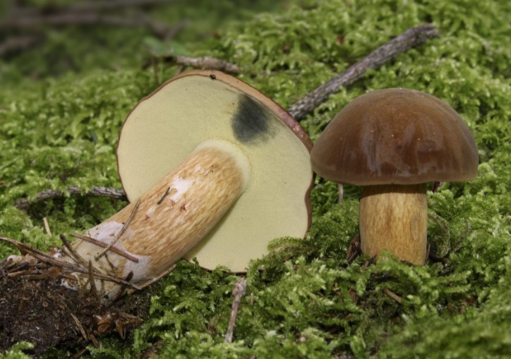 Фото в бортжурнале Ford Expedition (1G)