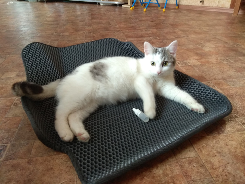 Котэ оценил сразу)) — Toyota Corolla (140/150)