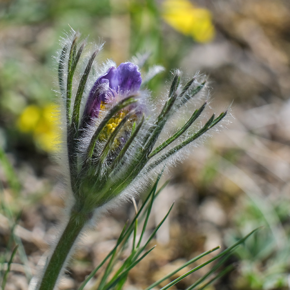 gc8ZhlgsFErxqBwStQ2BC4B3n7I 960 Луна на алтае как добраться