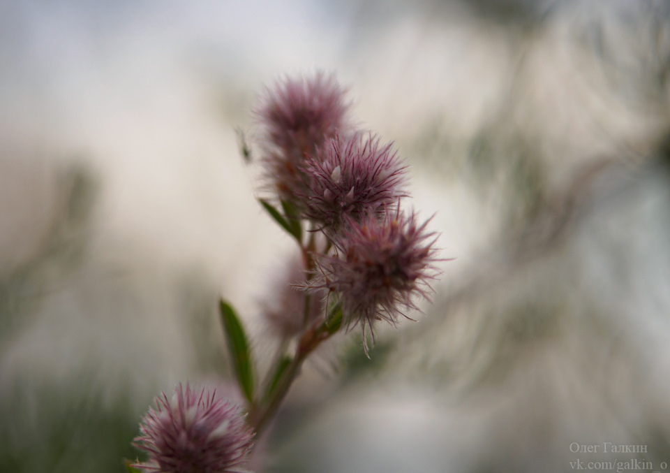 Еще один красивый талабский цветок — Renault Logan Stepway