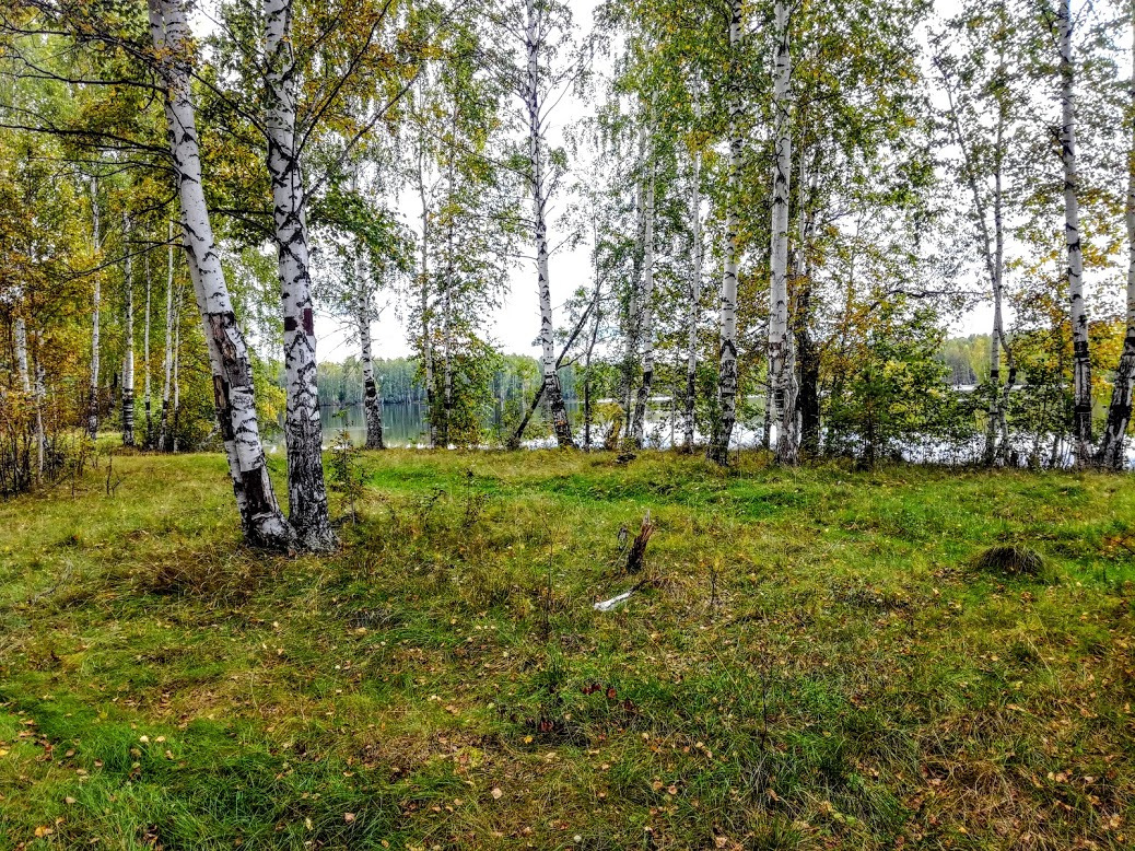 Как я вокруг да около лесного озера ходил. — DRIVE2