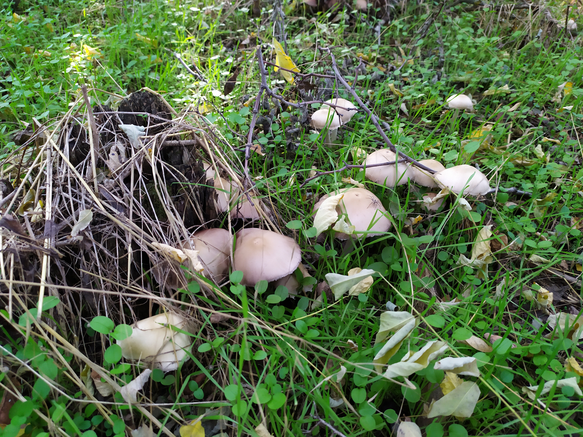 Сатанинский гриб в Ставропольском крае