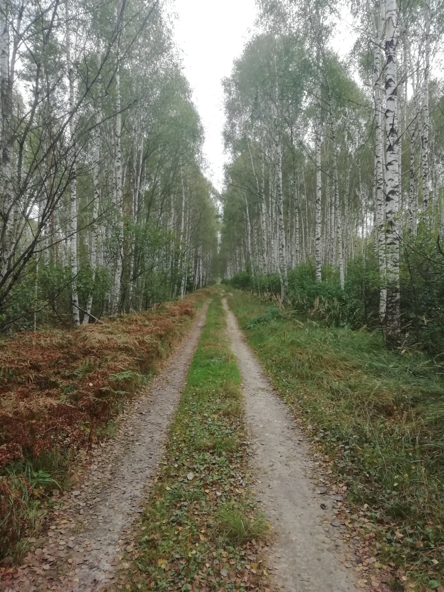 Белоснежная кошка с разными глазами с короткой шерстью. Фото поищи. Поищи фотки. Поищи фотки. Как найти глухариный ток весной.