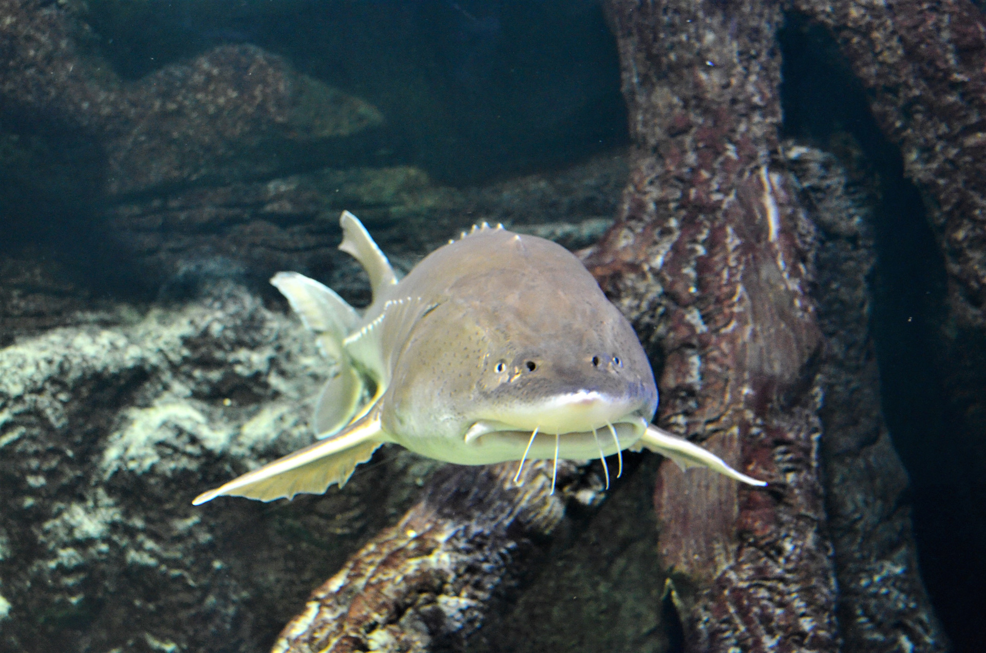 Какая самая редкая рыба в москвариуме. Москвариум удильщик. Калуга рыба. Океанариум Москвариум. Амурский осетр Москвариум