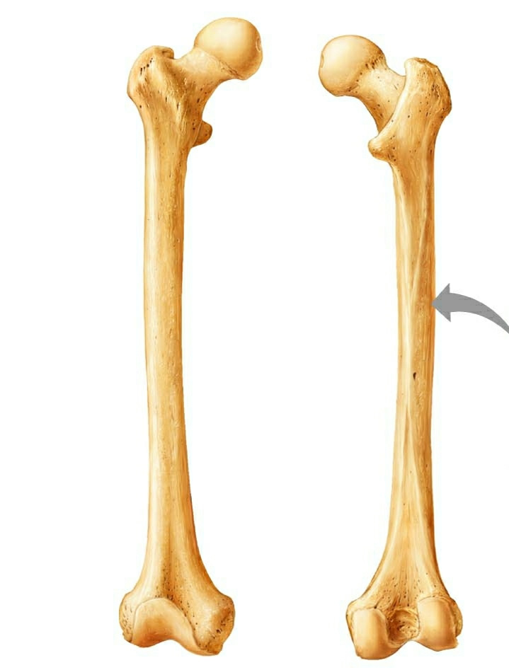 Удлиненная кость. Трубчатая бедренная кость. Длинные трубчатые кости. Длинная трубчатая кость. Длинная трубчатая кость человека.
