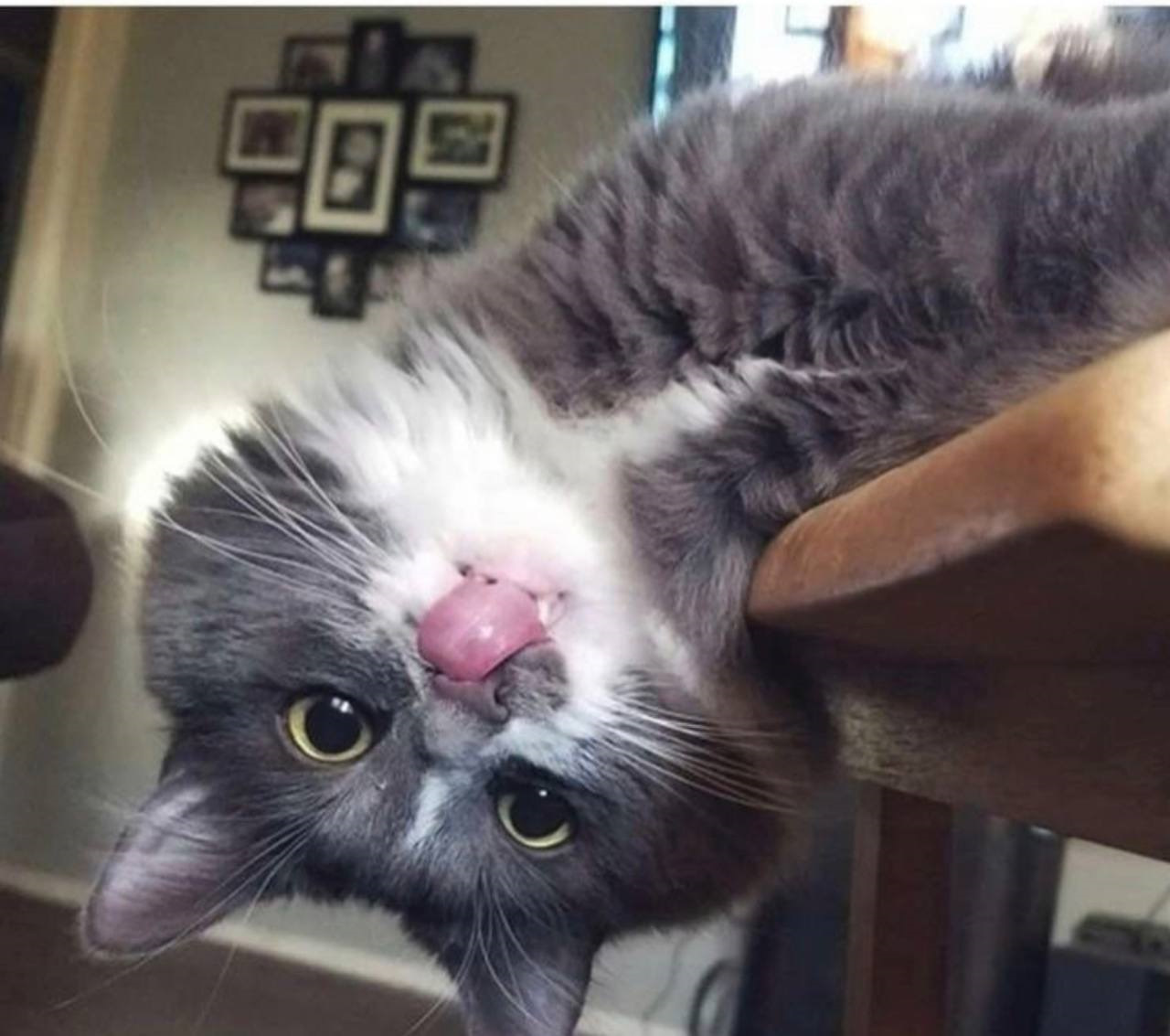 Сумасшедший кот